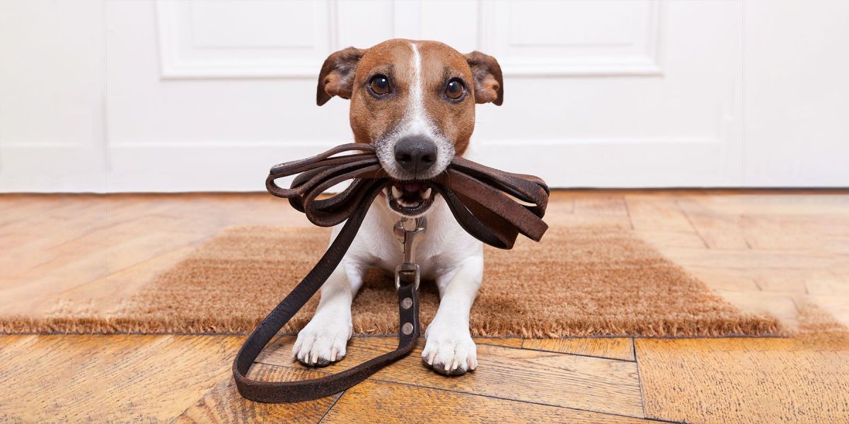 Come educare un cucciolo di cane