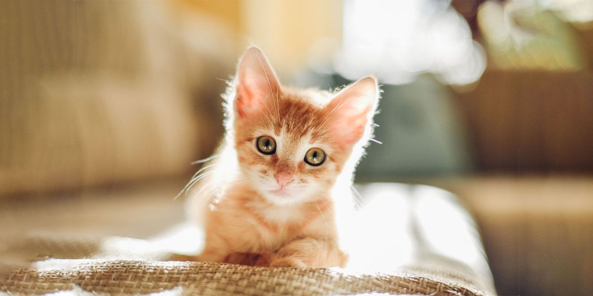 Cosa mangia un gattino?